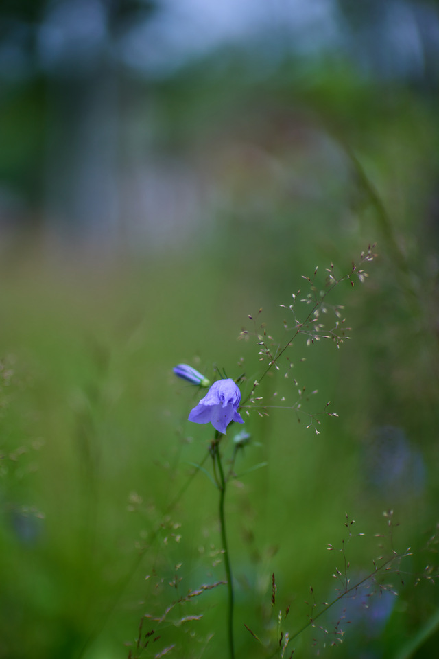 Canon RF 45mm f1.2 STM_33w.jpg