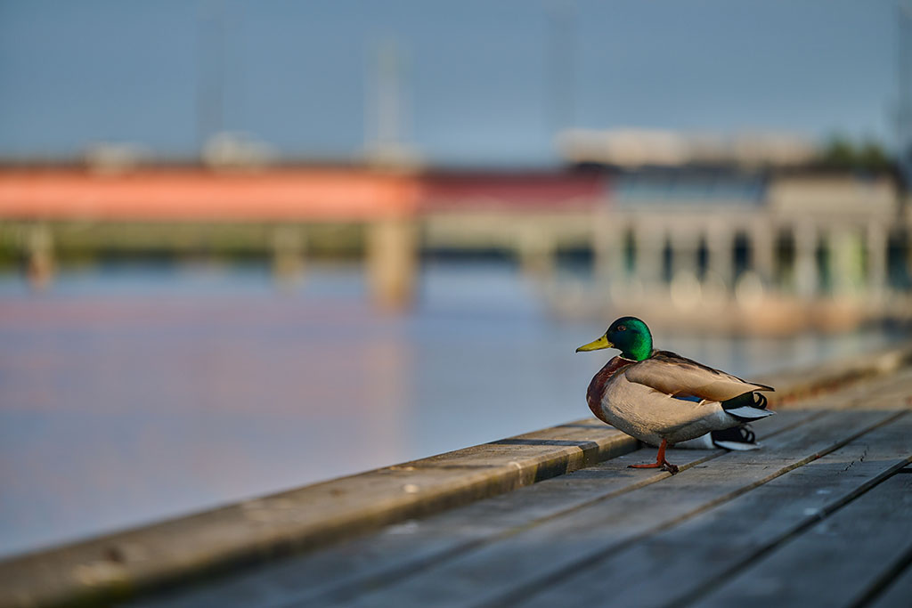 NikonZ8Test_blogg2.jpg