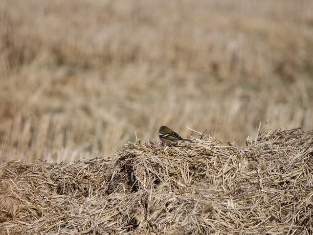 OM System 100-400mm_21w.jpg