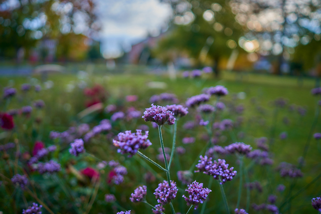 Viltrox 24mm f1.8_10w.jpg