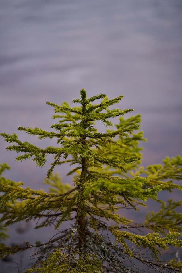 Samyang 85mm f1.8 P_18w.jpg