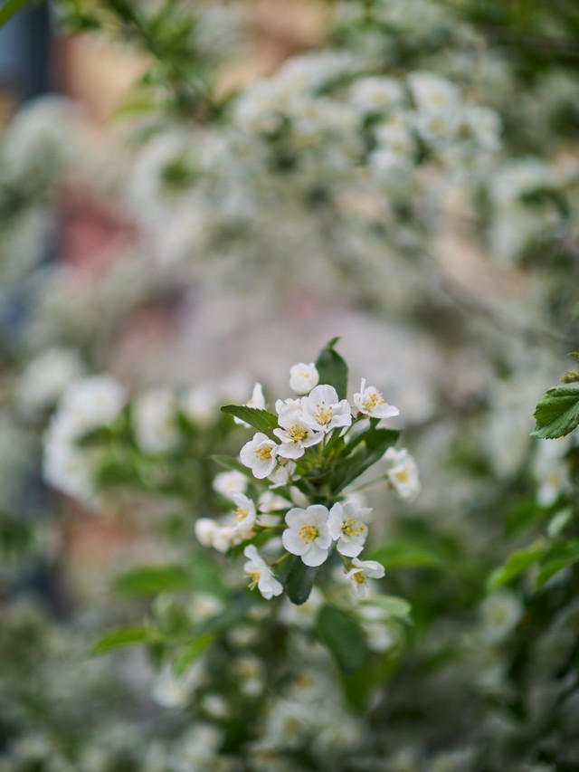 Voigtlander 29mm f08_22w.jpg