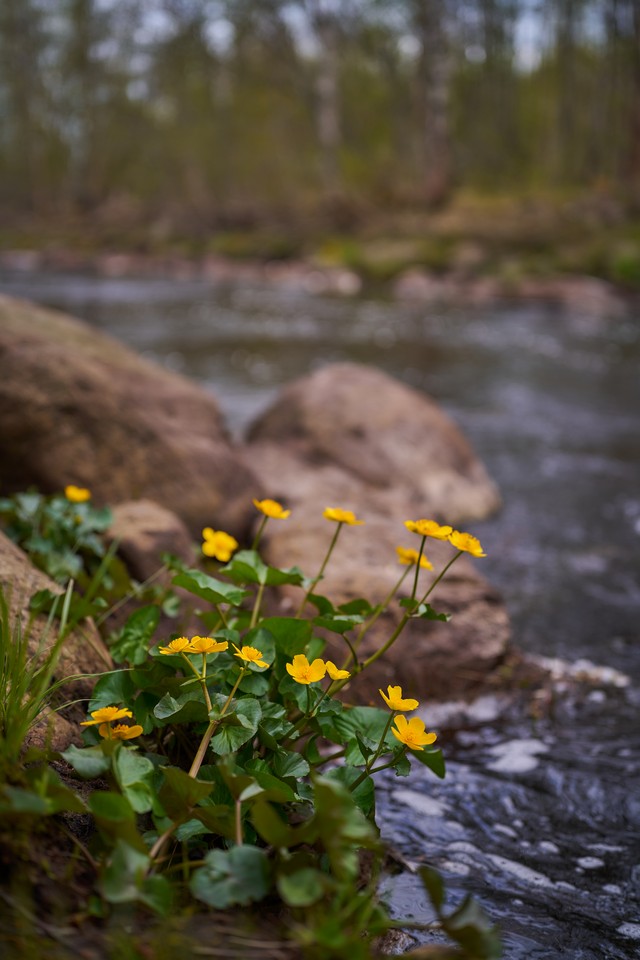 Viltrox 50mm f2_5w.jpg