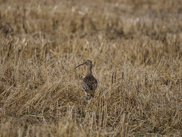 OM System 100-400mm_3w.jpg