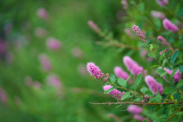Viltrox 75mm f1.8 EVO_10w.jpg