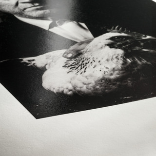 Photo Rag Baryta 315g A3, 25 Ark