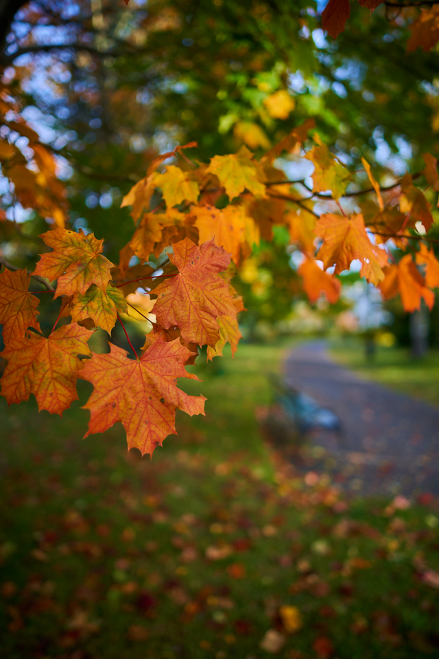 Viltrox 24mm f1.8_23w.jpg