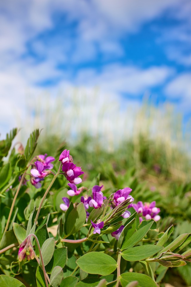 Panasonic S40mm_1w.jpg