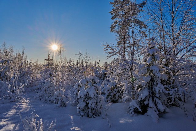 Nikon Z 24-105 f4-7.1_26w.jpg