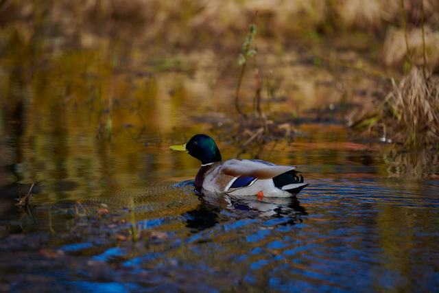 Nikon 120-300 f2,8_19w.jpg