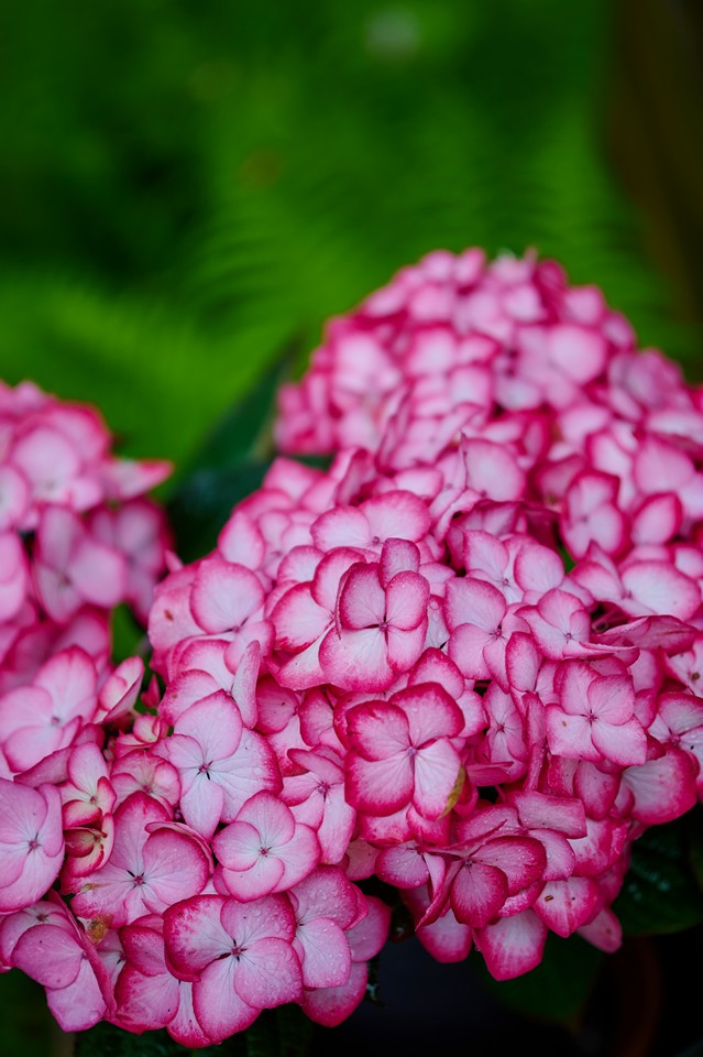 Viltrox 56mm f1.7_1w.jpg