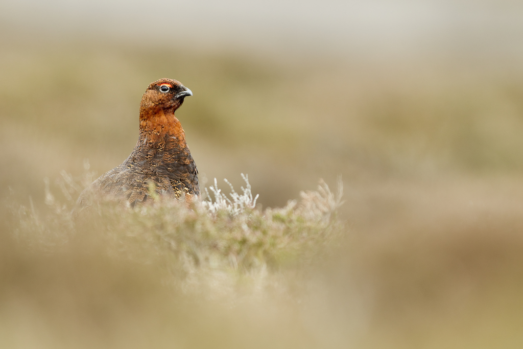 Ben Hall_red grouse portrait.jpg