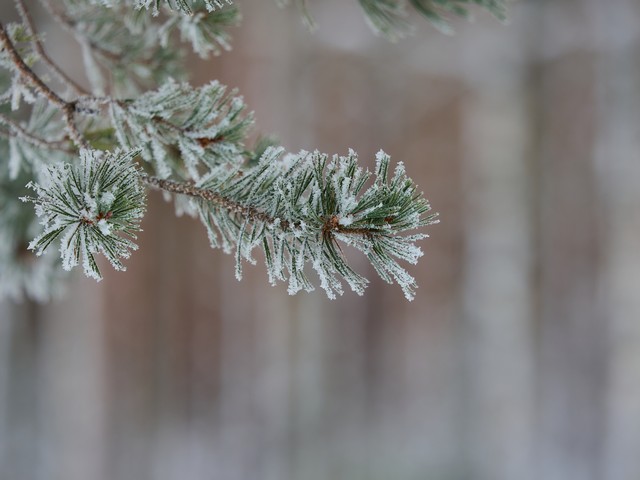 OM System 50-200mm f2.8_29w.jpg