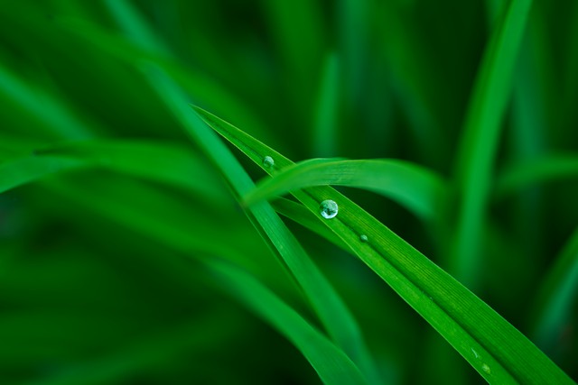 Laowa 58mm Macro 2x_21w.jpg