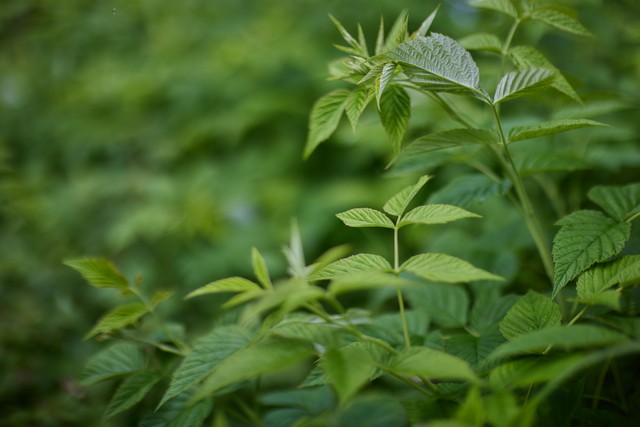 Canon RF 45mm f1.2 STM_15w.jpg