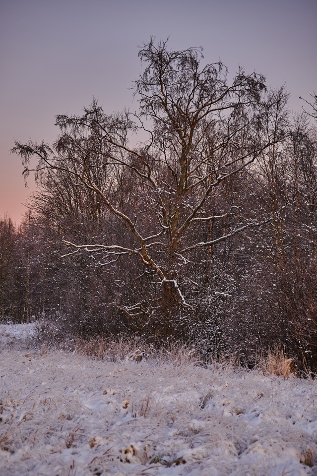 NikonZ DX 16-50mm f2.8_7w.jpg