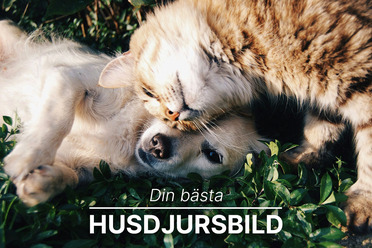 blogg_husdjur2.jpg