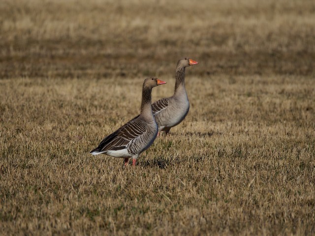OM System 100-400mm_16w.jpg