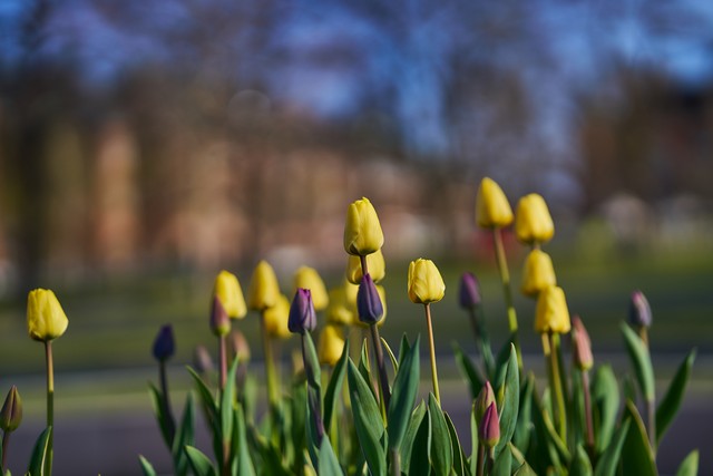 Samyang 85mm f1.8 P_6w.jpg