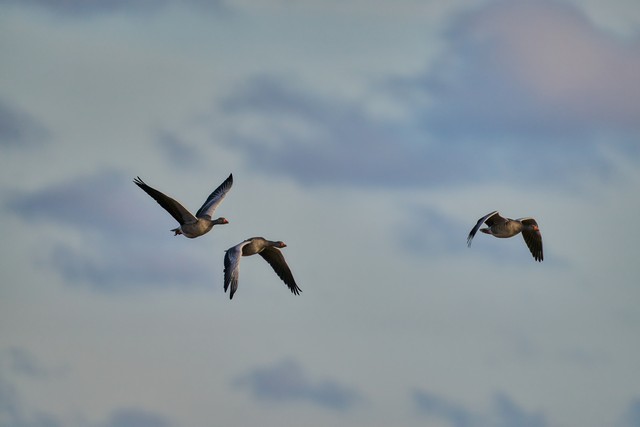 Sigma 300-600mm f4_4w.jpg