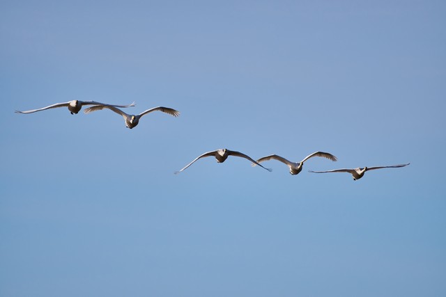 Sigma 300-600mm f4_17w.jpg