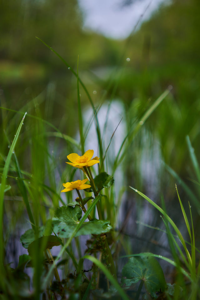 Samyang 35mm f1.8 P_30w.jpg