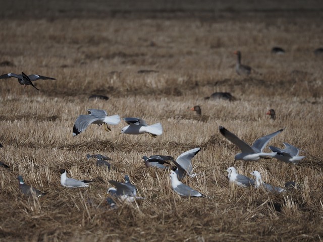 OM System 100-400mm_2w.jpg