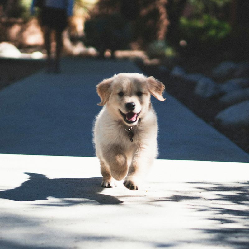puppy_1.jpg
