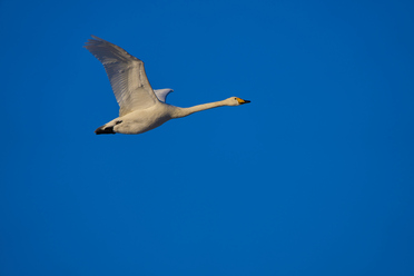 Sony A1_15_blogg.jpg