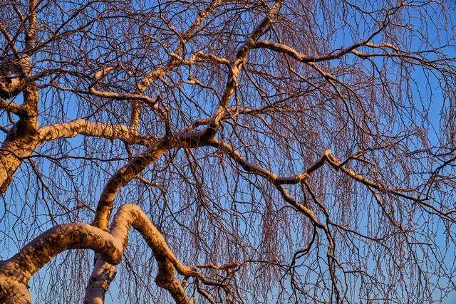 Viltrox 85mm f2 EVO_24w.jpg