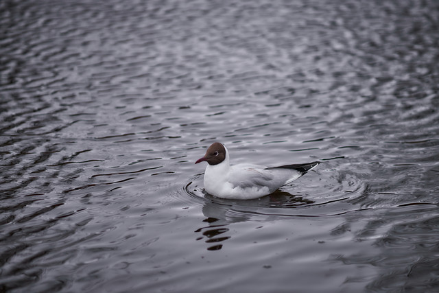 Samyang 85mm f1.8 P_27w.jpg