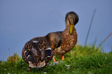 Nikon180-600mmTest_blogg1.jpg