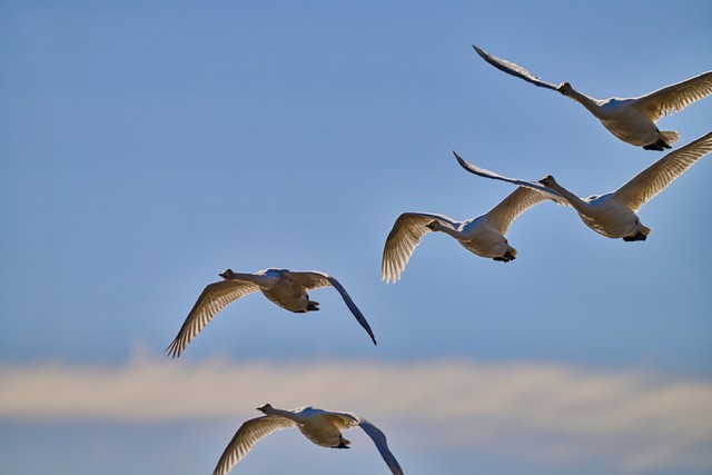 Sigma 300-600mm f4_30w.jpg