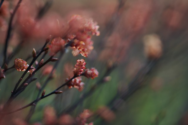 Laowa 90mm f2.8 macro_6w.jpg