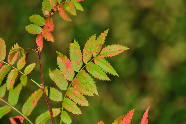 Fujifilm XF 400mm f4.5_11w.jpg