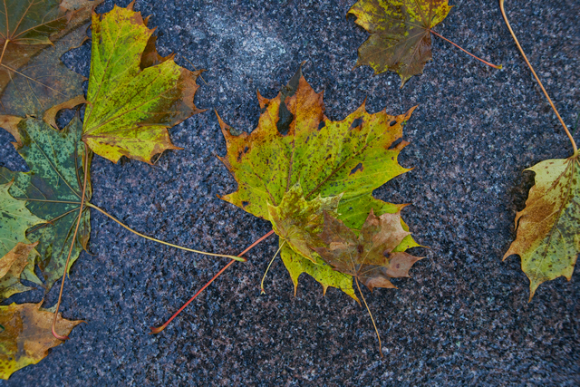 Samyang 50mm f1.4 II_22w.jpg