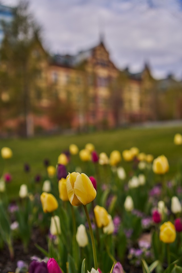 Samyang 35mm f1.8 P_9w.jpg