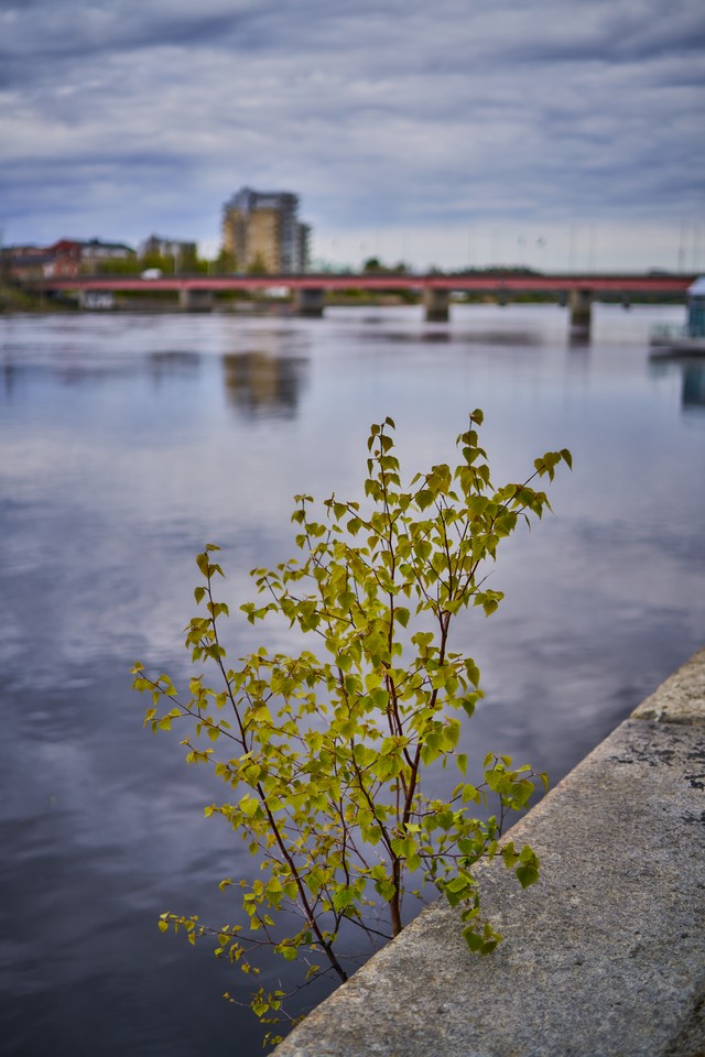 Samyang 35mm f1.8 P_17w.jpg