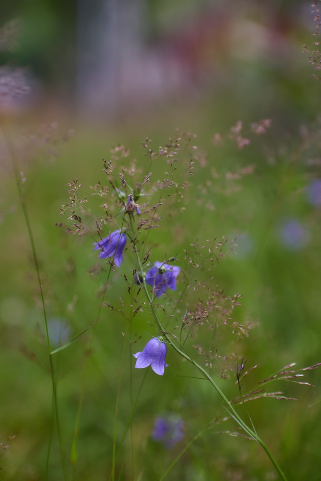 Canon RF 45mm f1.2 STM_10w.jpg