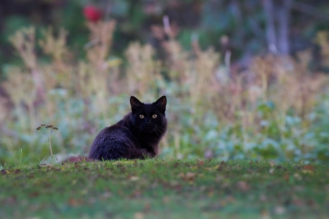 Sony FE 100-400mm f4.5_53w.jpg