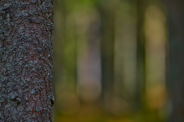Nikon 120-300 f2,8_6w.jpg