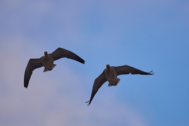 Sony FE 600mm f4_4w.jpg