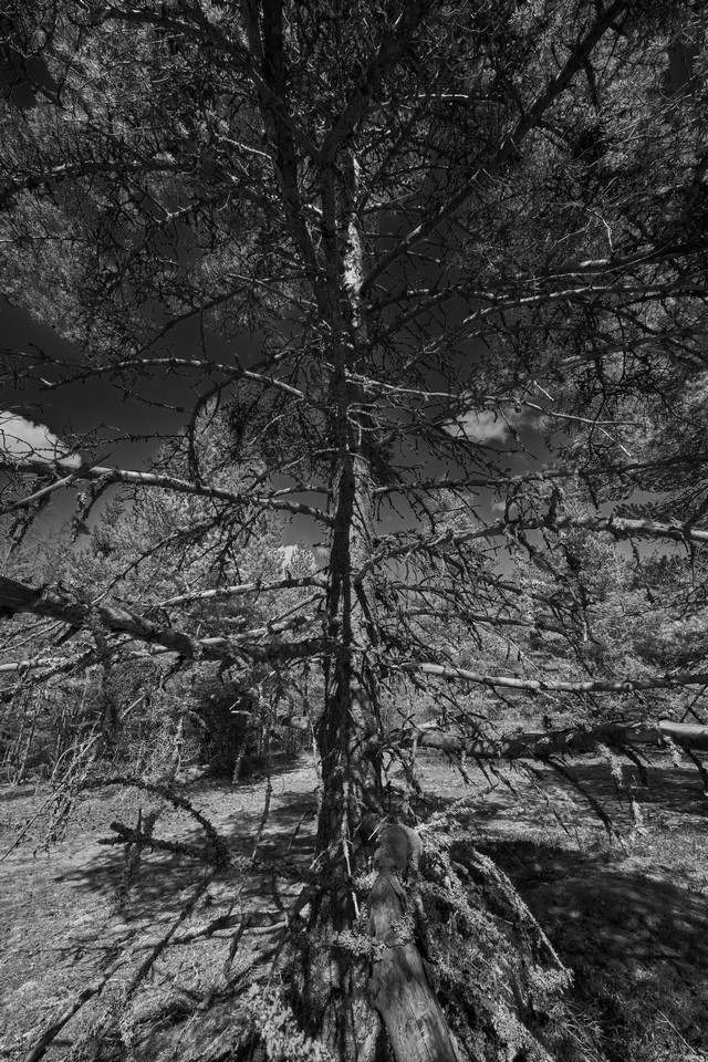 Samyang 14-24mm f2.8_2w.jpg