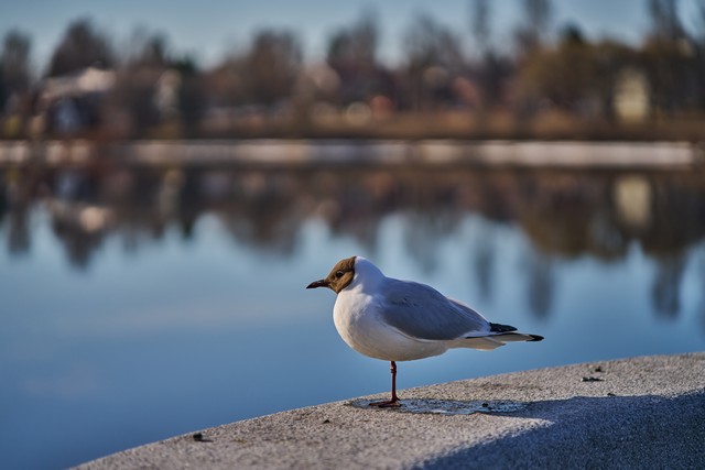 Tamron 35-100mm f2.8_25w.jpg