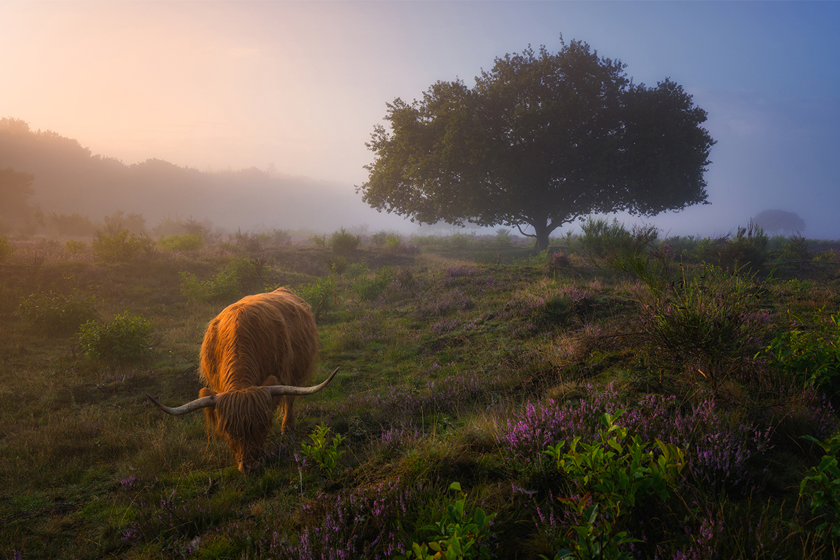 Sony_SEL1635GM_NL1_AlbertDros..jpg