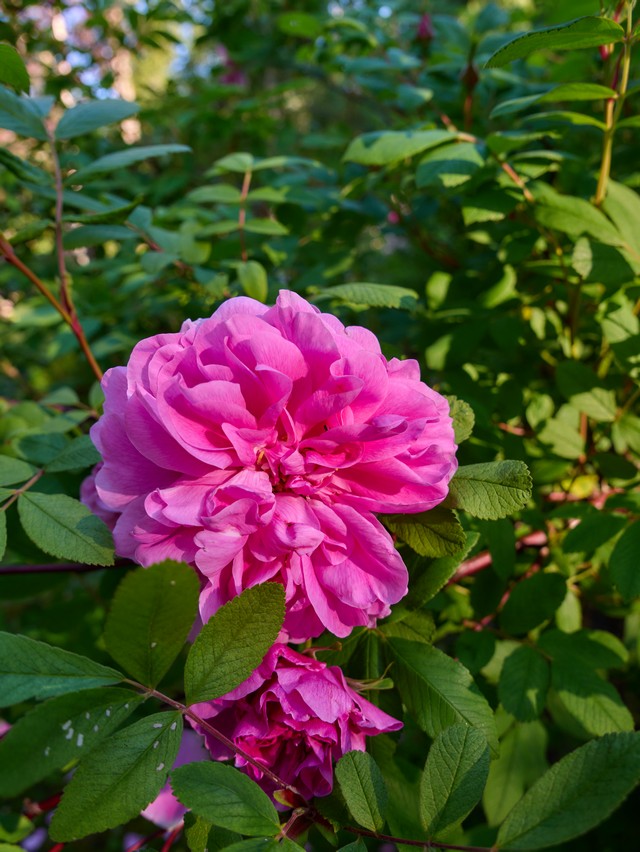 Panasonic L10_35w.jpg