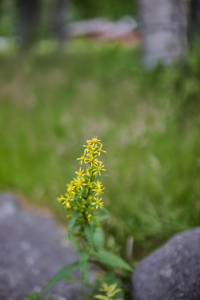 Canon RF 45mm f1.2 STM_17w.jpg