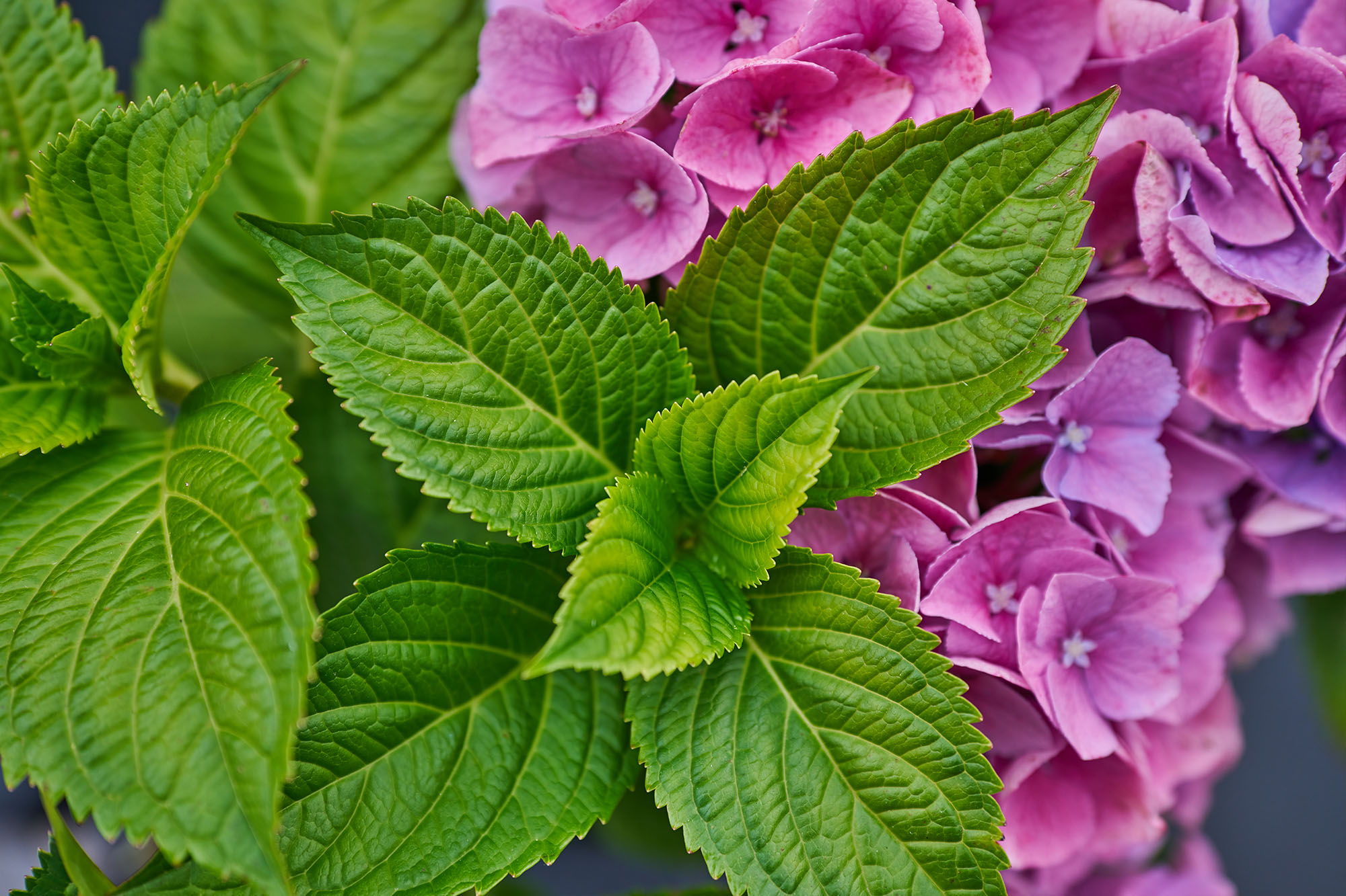 Sigma2845Test_blogg1.jpg