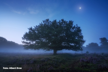 Sony_NL3_SEL1635GM_AlbertDros.jpg