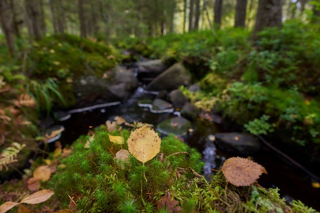 Sigma 12mm f1.4 C_12w.jpg